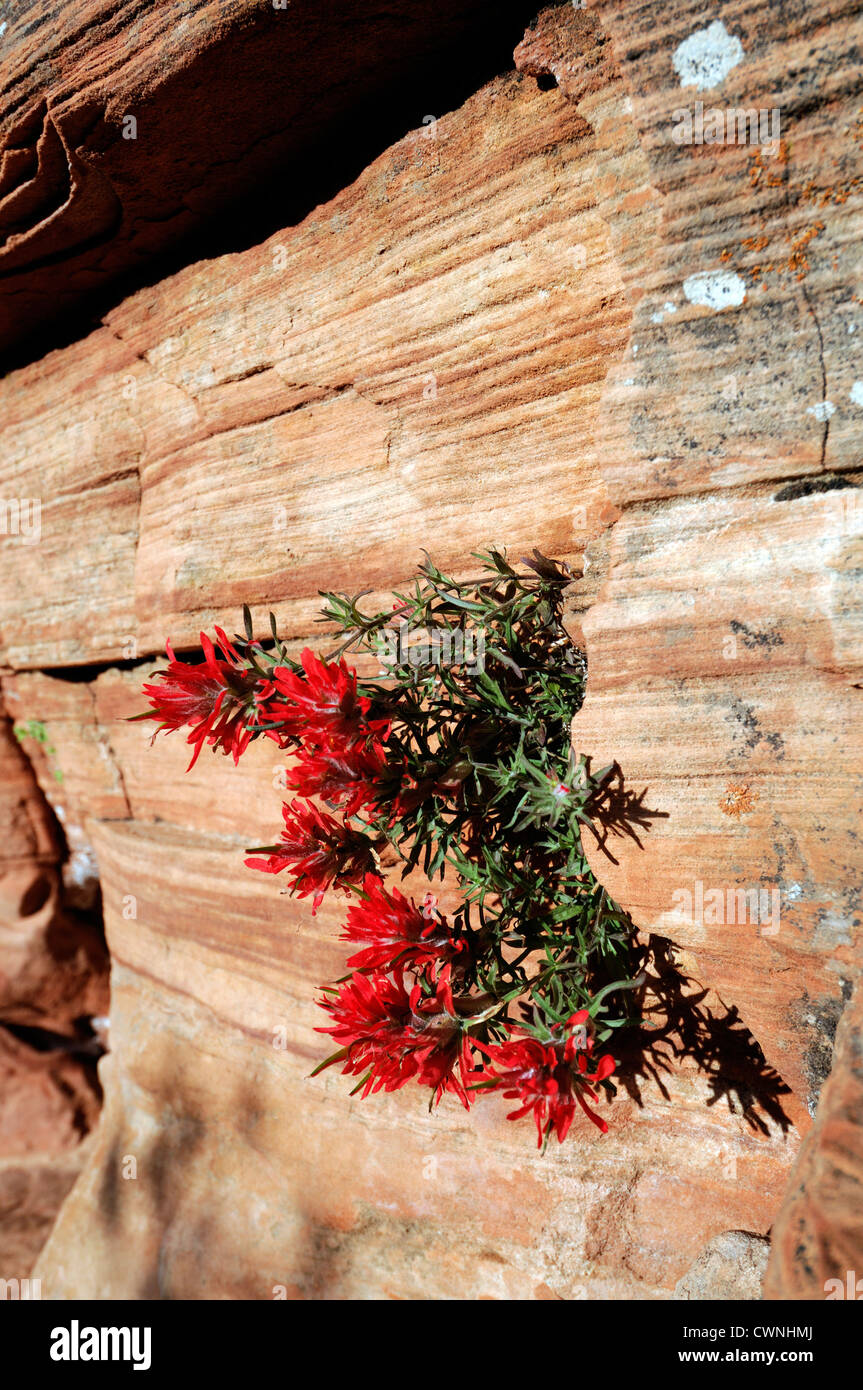 Indian Paintbrush Castilleja scabrida Wild Flowers zion national park desert plant tenacious Stock Photo