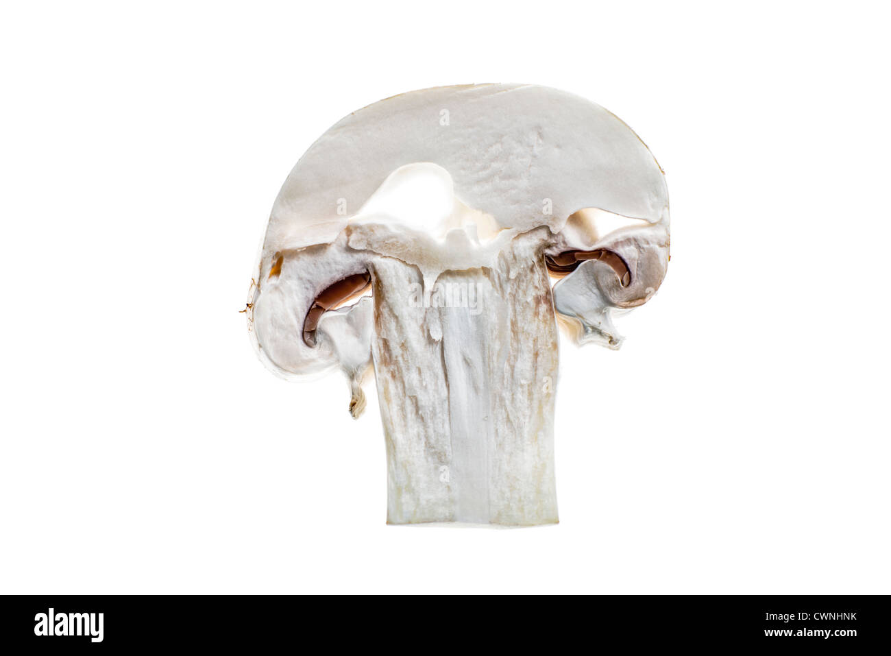 Slice of a button Mushroom, Champignon (Agaricus), isolated on 100% white background Stock Photo