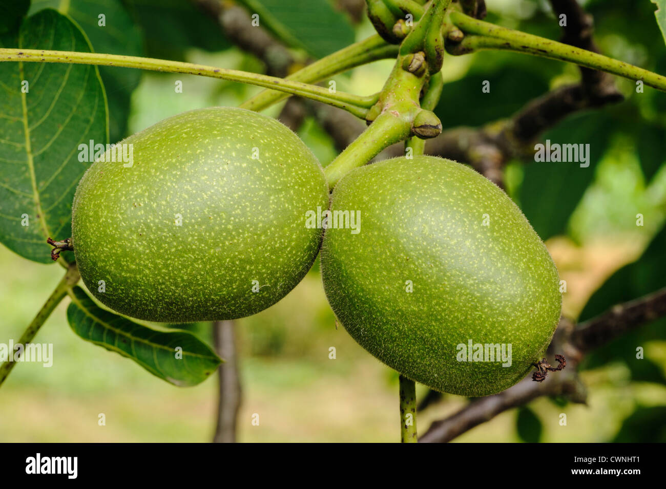 Common Walnut, Juglans regia, Dordogne, France Stock Photo