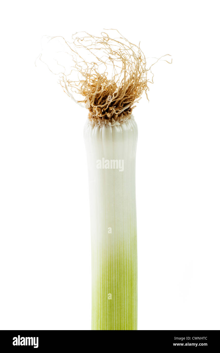 Leek (Allium ampeloprasum), isolated on 100% white background Stock Photo