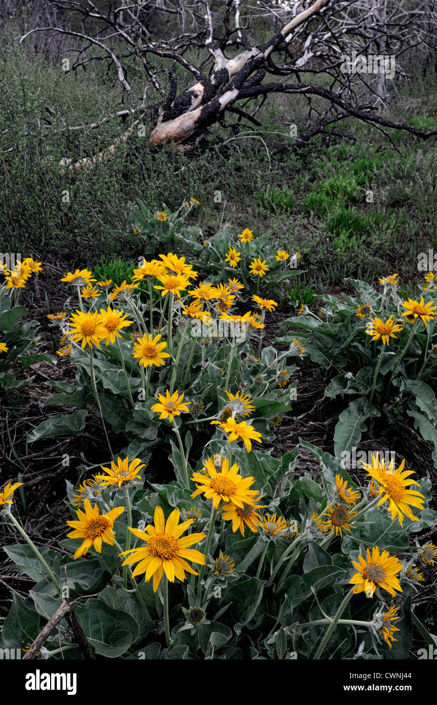 Mule mules ear balsam root wildflower Wyethia mollis zion national park utah yellow daisy like flower bloom blossom Stock Photo