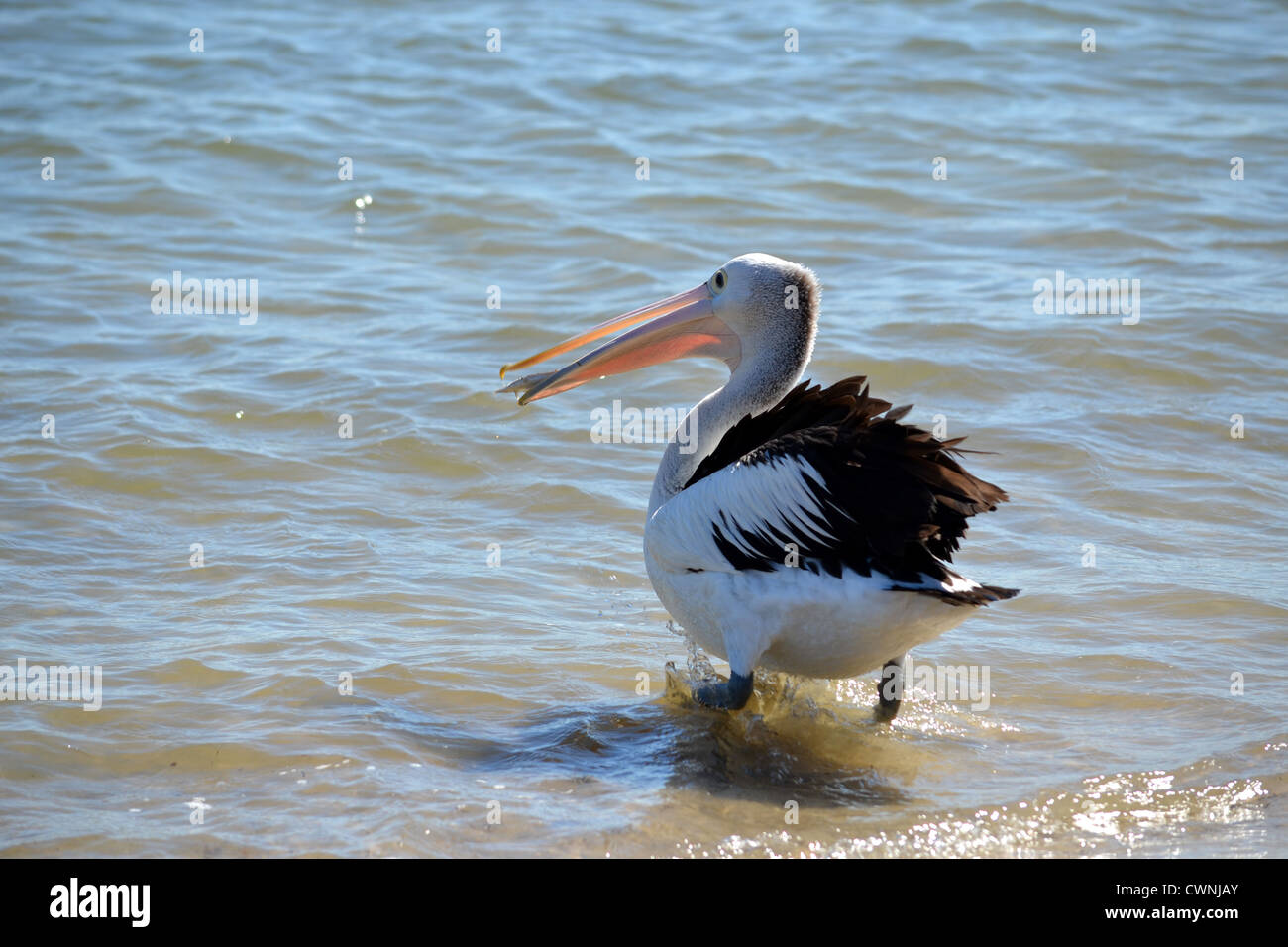 A pelican hanging out for a feed at the boat ramp Stock Photo