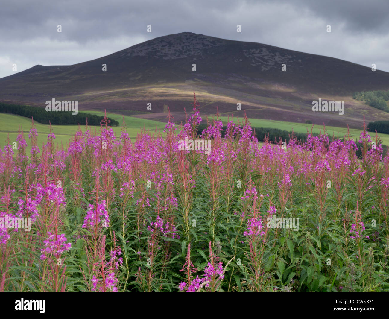 Ben Rinnes is a mountain in Moray, in northern Scotland. It has amazing ...