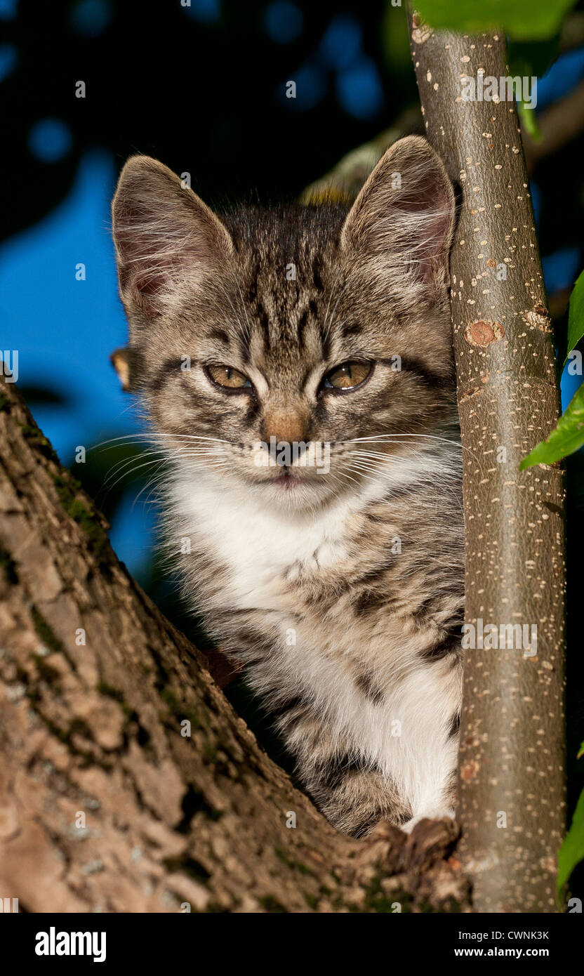 Cat animal hi-res stock photography and images - Alamy