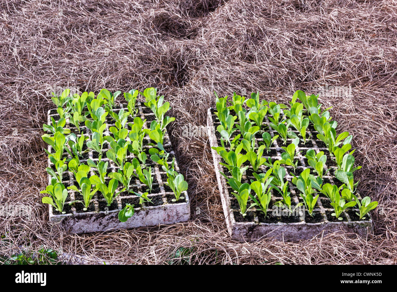 Young lettuce and dandelion sets ready for planting on an organic farm Stock Photo