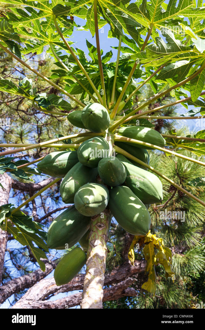 Unripe papaya fruit on tree Stock Photo