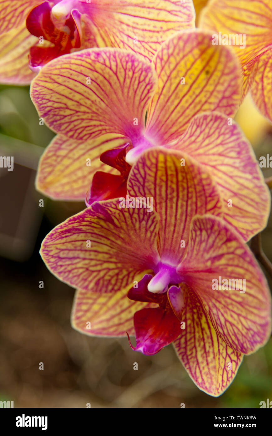 Blooming row of Phalaenopsis or Moth Orchids Stock Photo