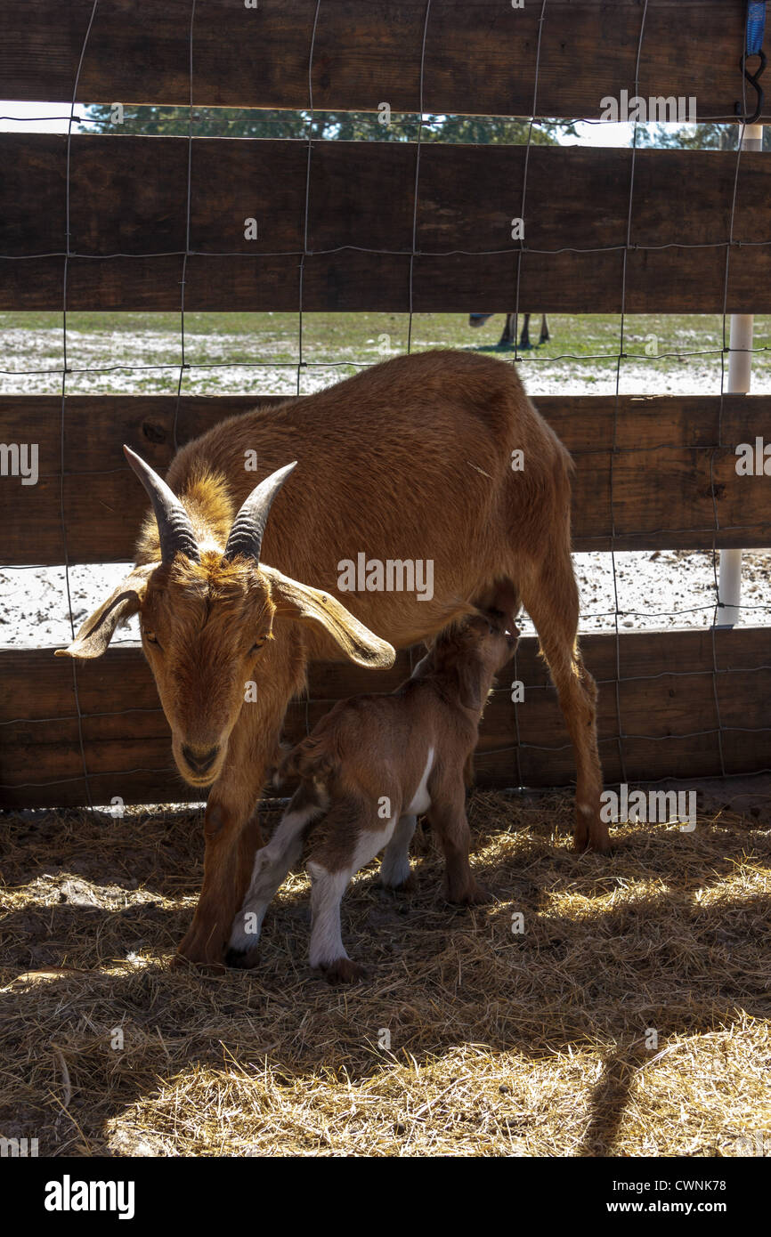 New baby goat begins to nurse Stock Photo Alamy