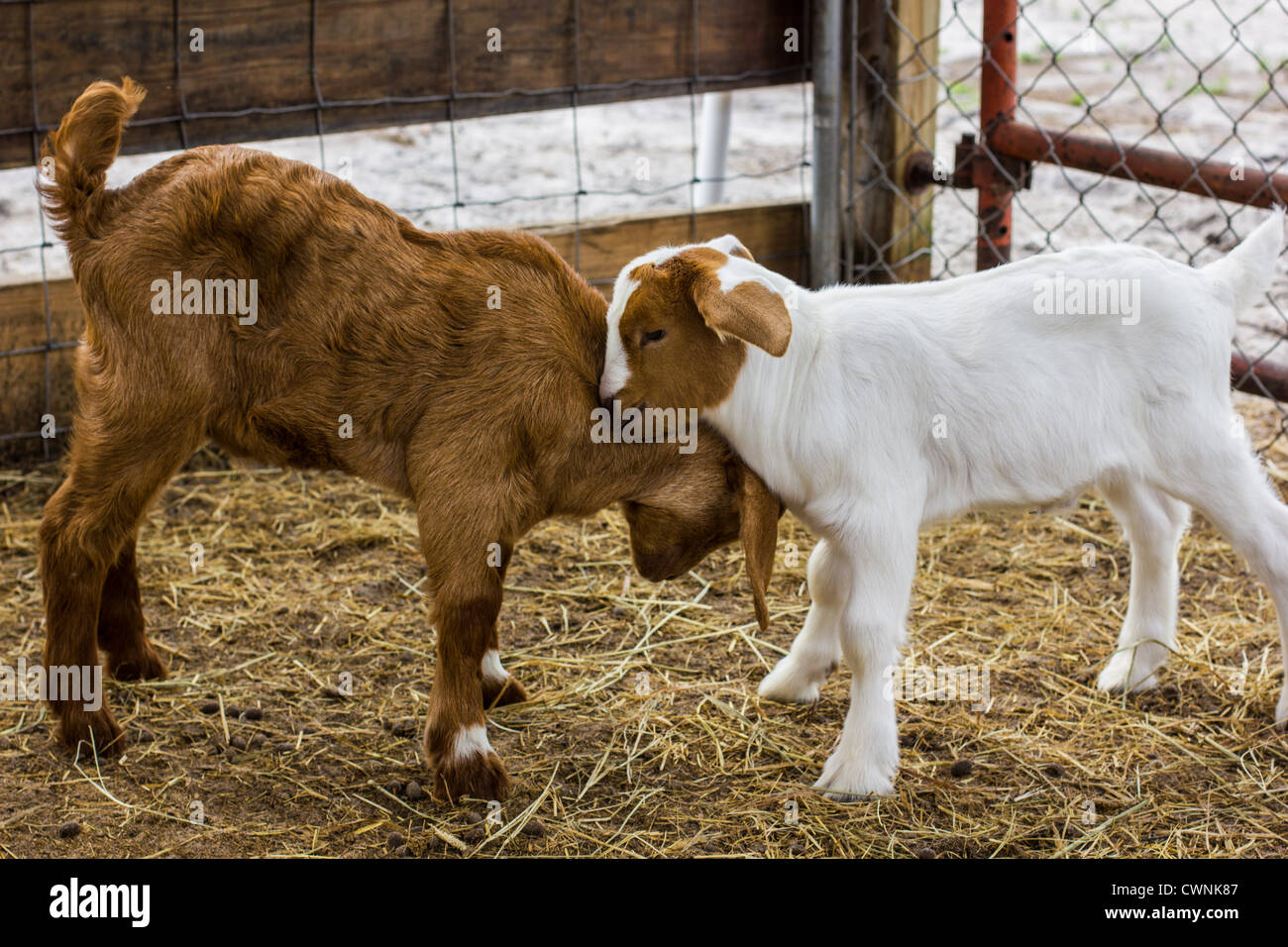 Young goats play together in paddock Stock Photo