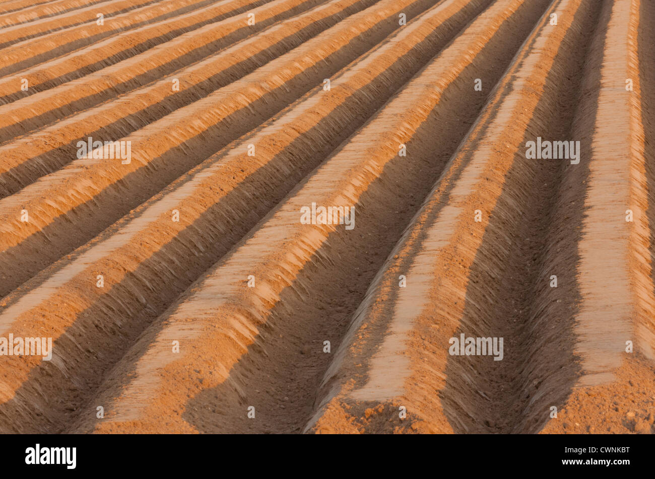 Rows of soil formed into raised lines, in which potatoes are planted Stock Photo