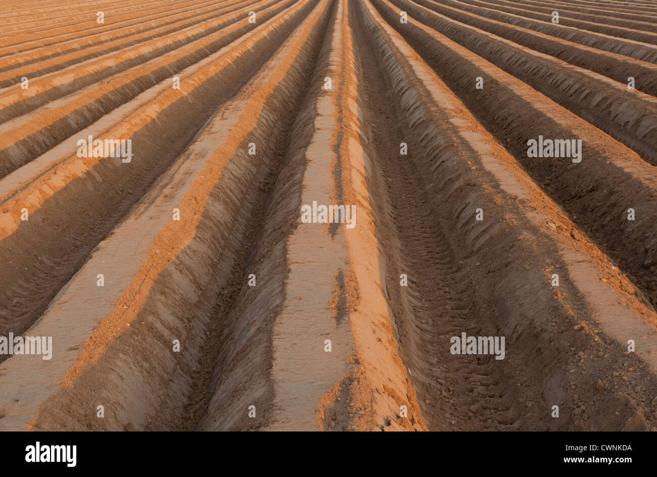 Rows of potato baulks in a field Stock Photo