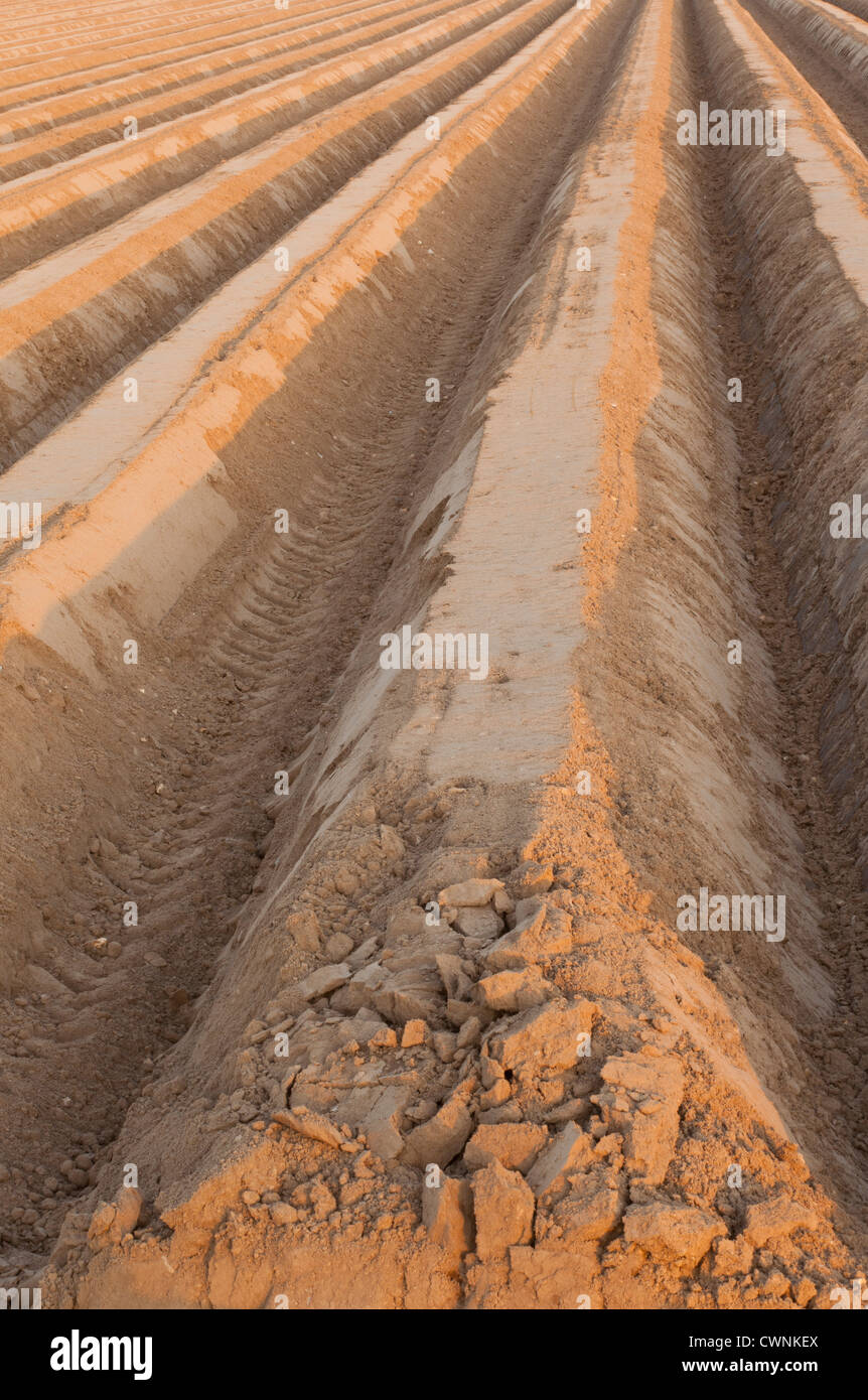 Rows of agricultural potato baulks Stock Photo