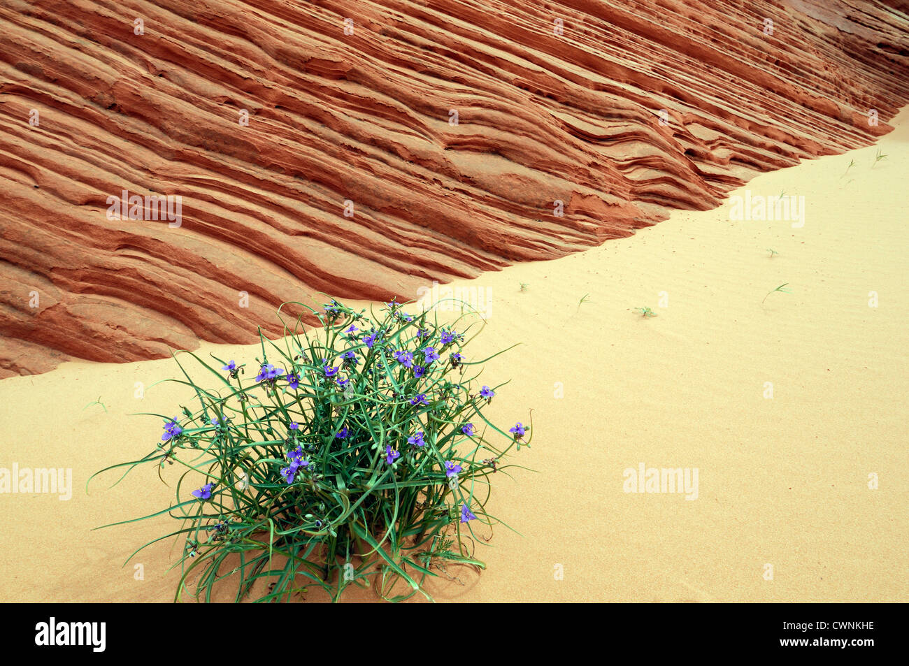 Tradescantia occidentalis prairie spiderwort grow growing in sand dune north coyote buttes utah Stock Photo