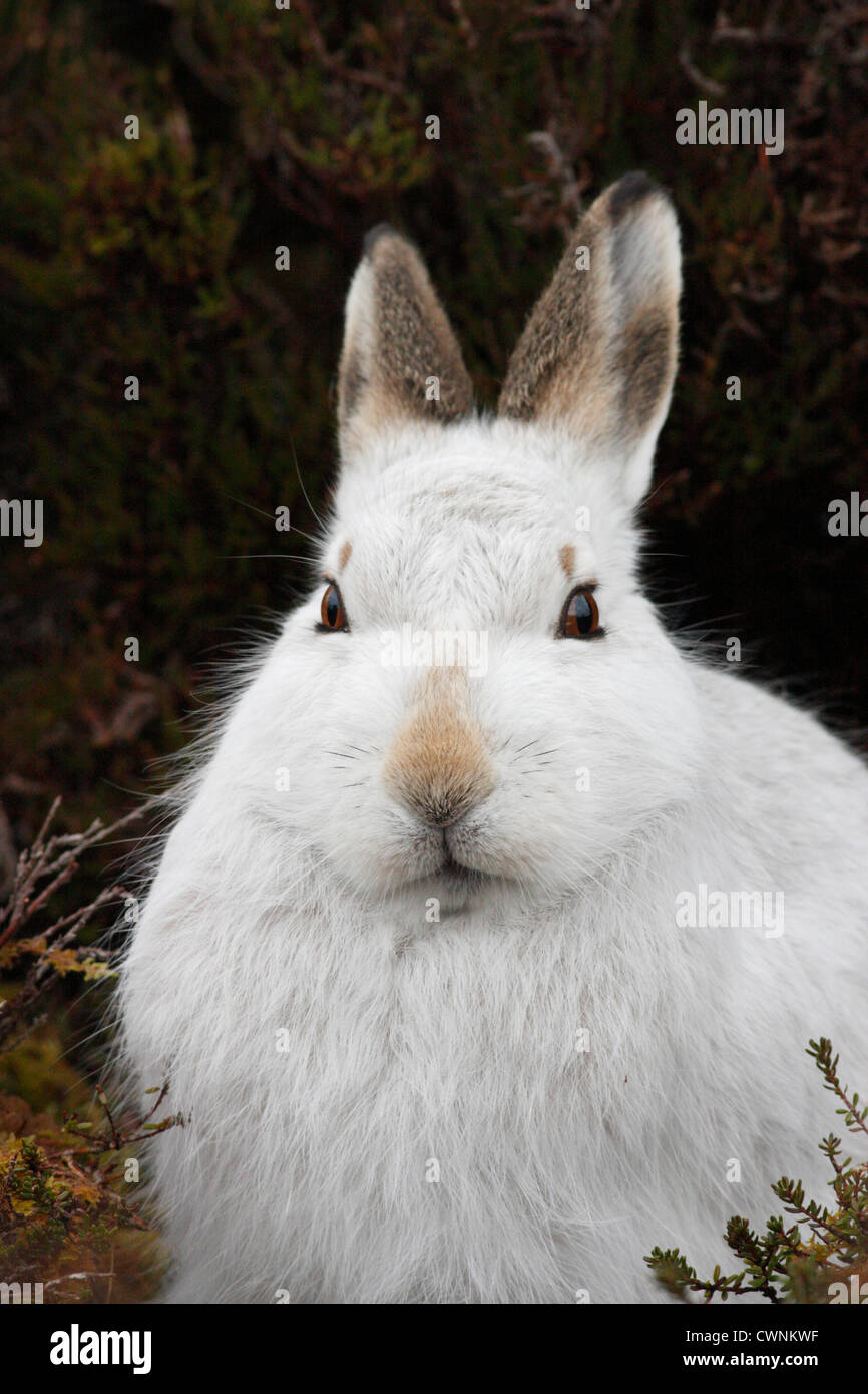 Mountain Hare (Lepus timidus) in white winter pelage, Highlands, Scotland, UK Stock Photo