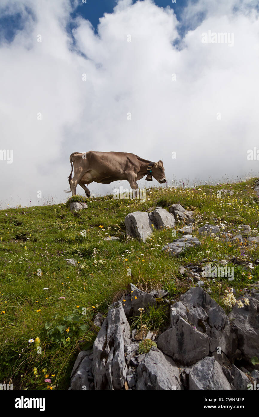 A Cow in the Swiss Alps Stock Photo