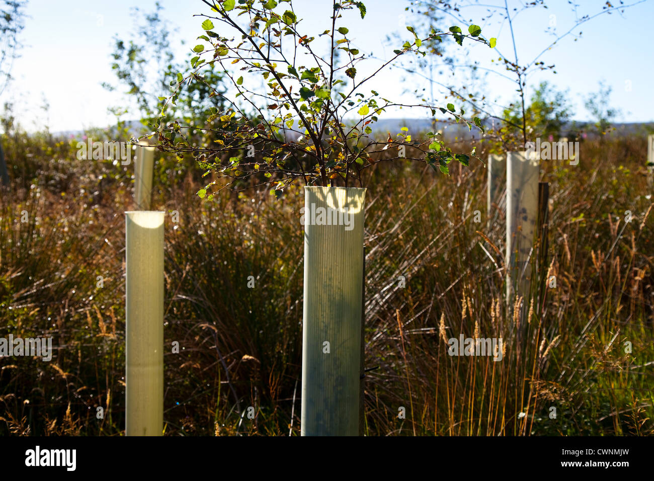 Silver Birch Sapling Young Trees In Leaf Protected By Plastic Tree Tubes Growing In Forestry Plantation North Yorkshire Moors Garsdale Uk Stock Photo Alamy