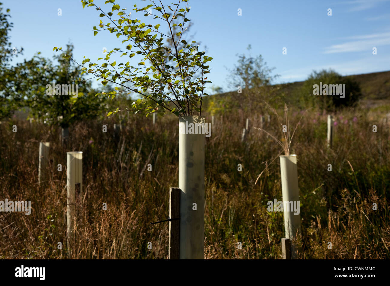 Birch saplings hi-res stock photography and images - Alamy