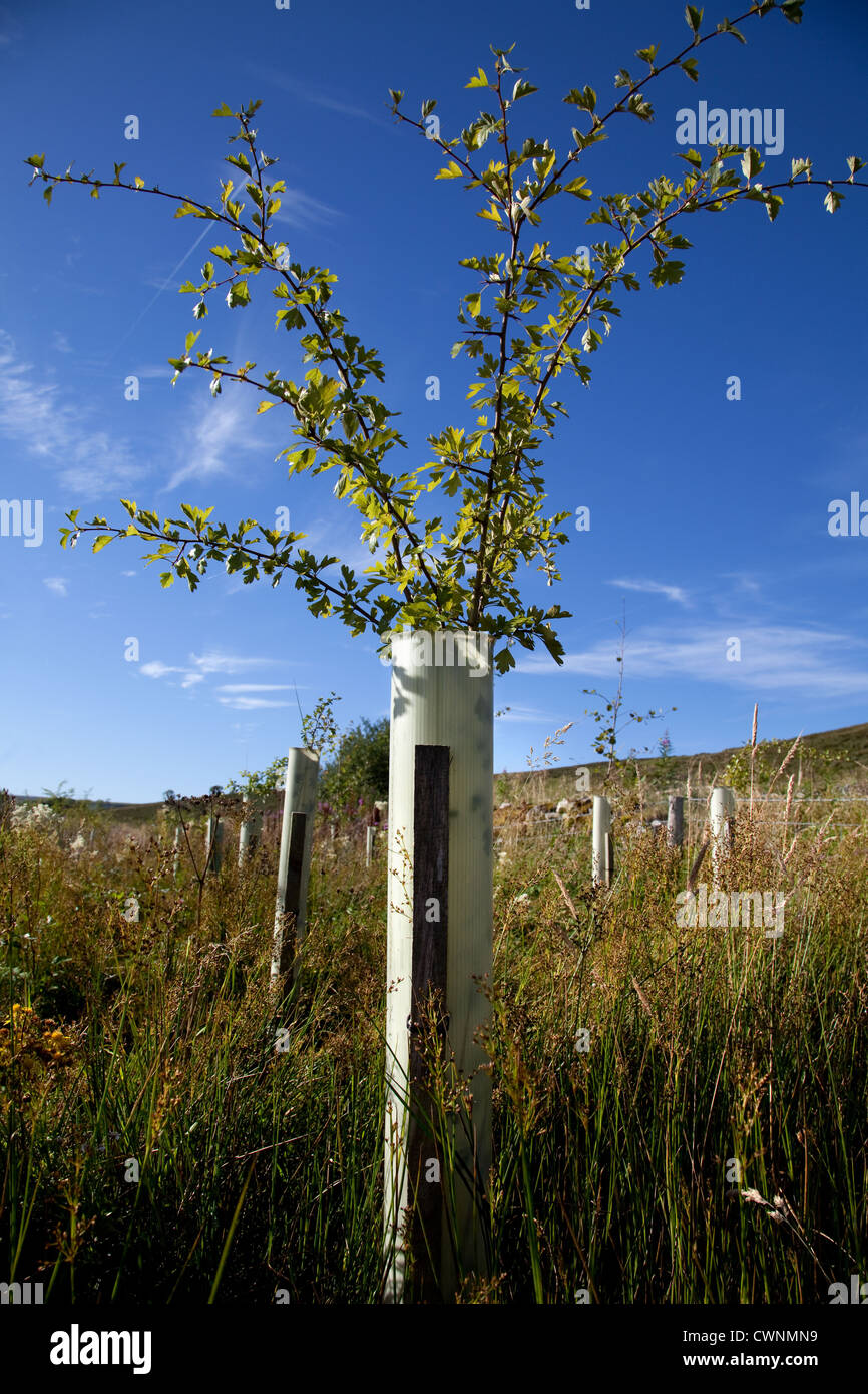Hawthorn. Young trees in leaf, protected by plastic tree tubes, growing