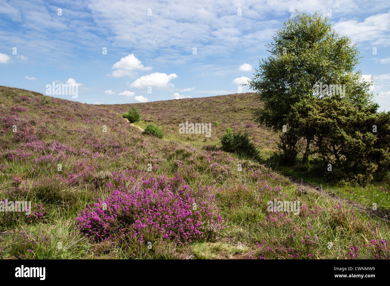 Bell Heather in The New Forest National Park, Hampshire, UK. Europe Stock Photo