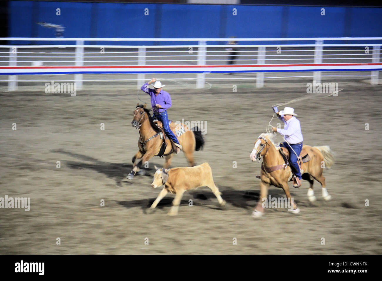 Team roping, Cody Nite rodeo, Cody, Wyoming, USA Stock Photo