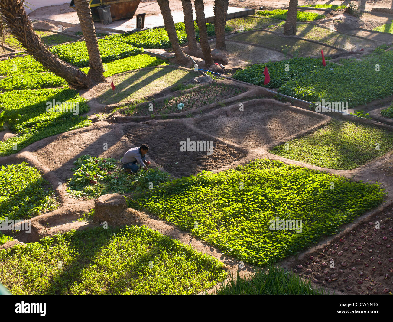 Small lots of land in Aqaba Jordan where the locals grow vegetables