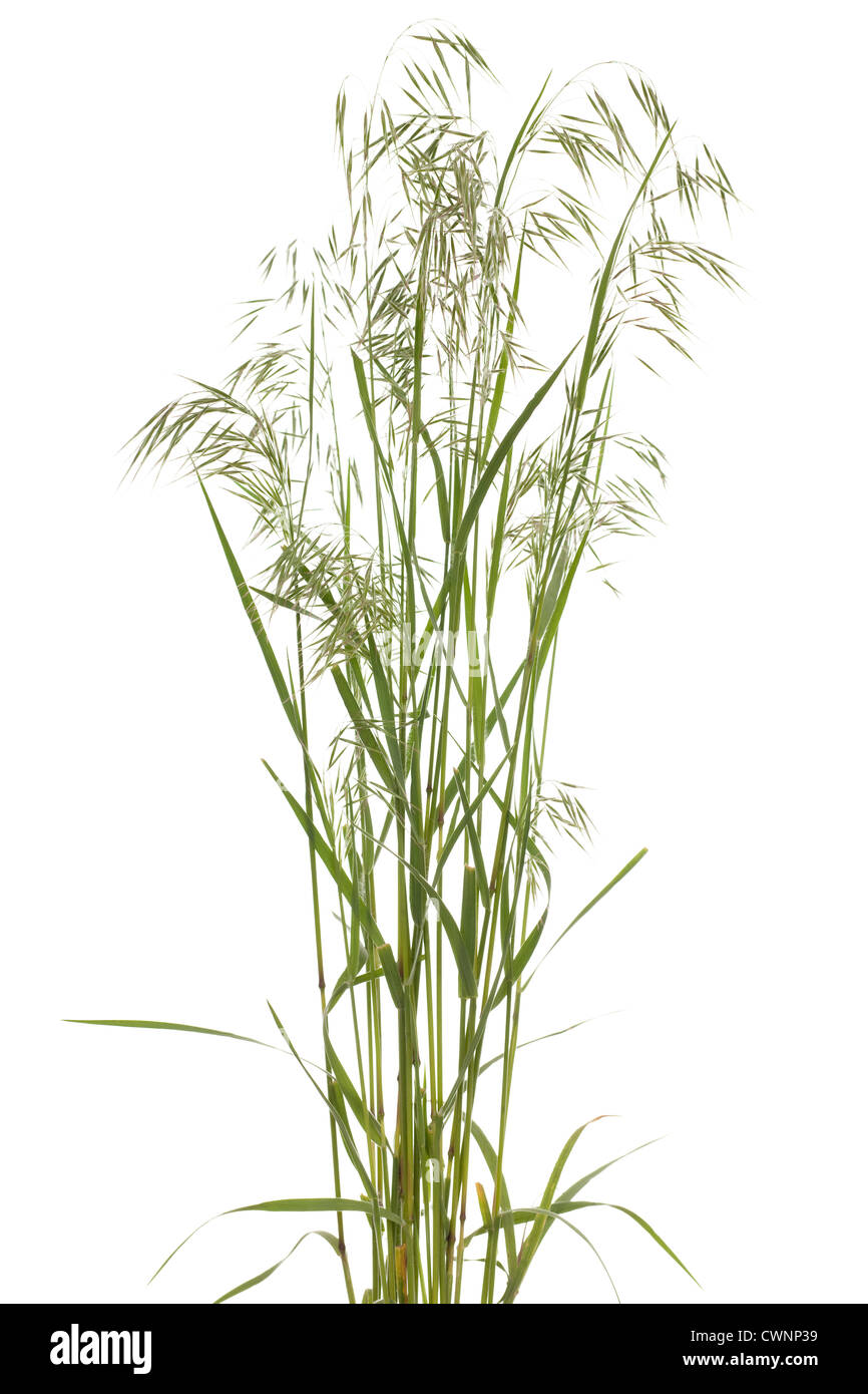 tuft grass Bromus tectorum on white background Stock Photo