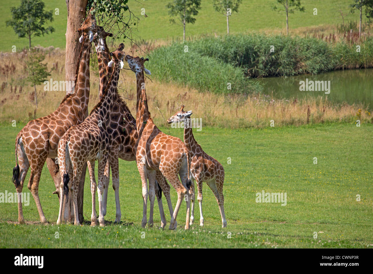 Giraffes eating Stock Photo