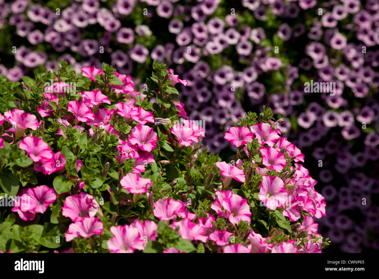 Blooming pink petunia as background nature Stock Photo