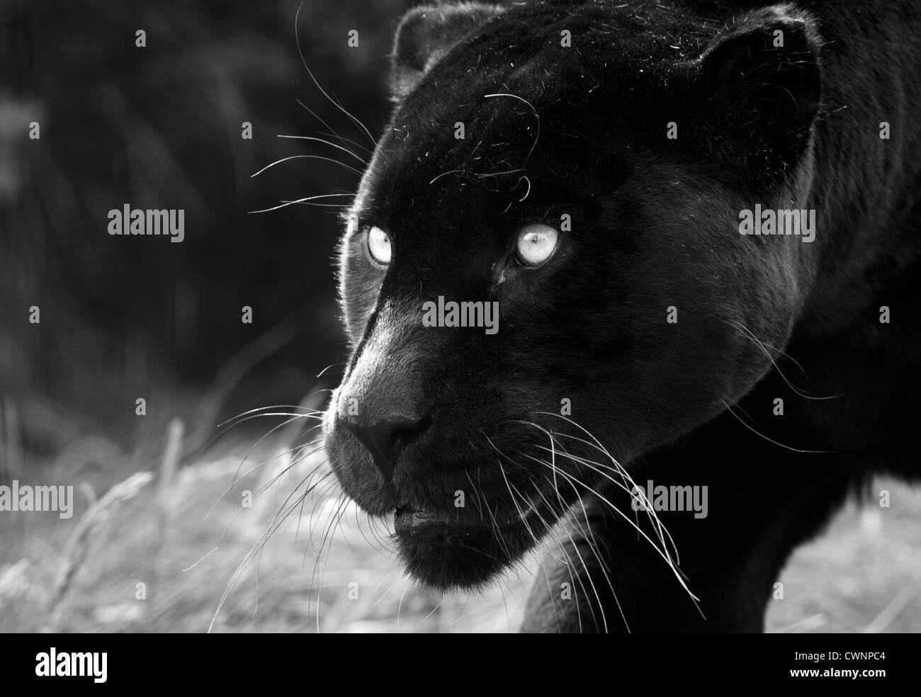 Female black jaguar (black and white image) Stock Photo