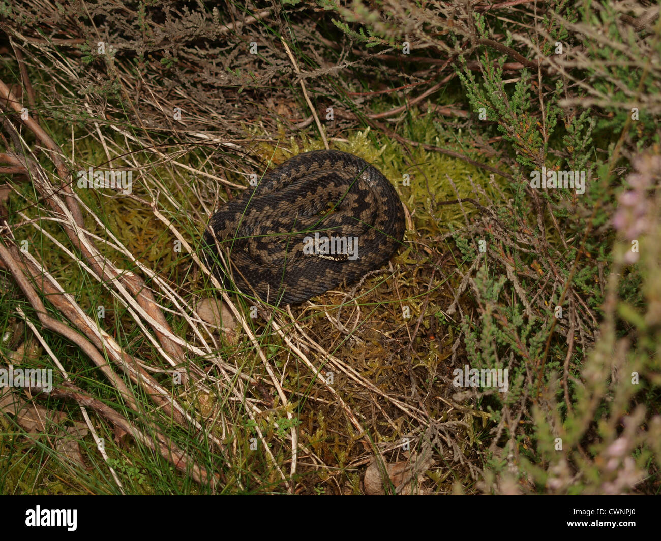 Adder or Common Viper. UK Stock Photo