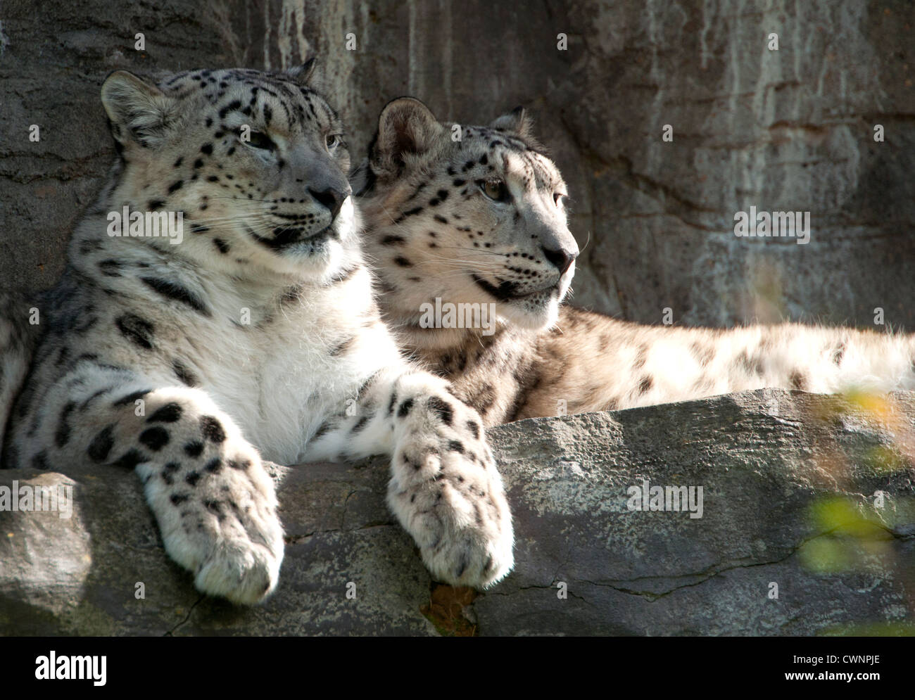 Snow leopards lying on rocks Stock Photo