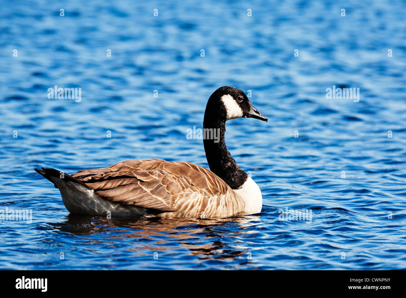 canada goose scotland canada goose scotland