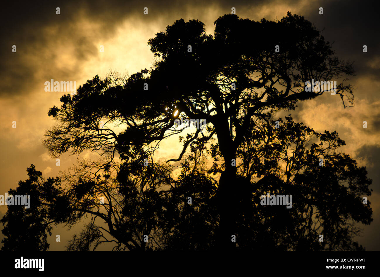 NGORONGORO CONSERVATIONAL AREA, Tanzania - The golden setting sun silhouettes a tree at the Simba Campsite on the rim of the Ngorongoro Crater in the Ngorongoro Conservation Area, part of Tanzania's northern circuit of national parks and nature preserves. The Ngorongoro Crater, a UNESCO World Heritage Site, is a vast volcanic caldera in northern Tanzania. Created 2-3 million years ago, it measures about 20 kilometers in diameter and is home to diverse wildlife, including the "Big Five" game animals. The Ngorongoro Conservation Area, inhabited by the Maasai people, also contains significant arc Stock Photo