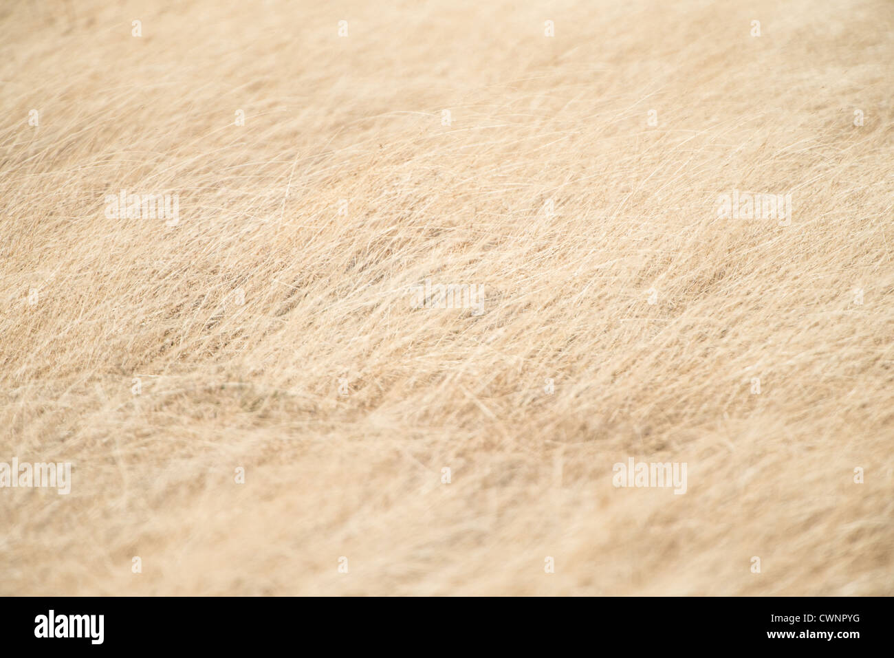 NGORONGORO CONSERVATIONAL AREA, Tanzania - Grass at Ngorongoro Crater in the Ngorongoro Conservation Area, part of Tanzania's northern circuit of national parks and nature preserves. Stock Photo