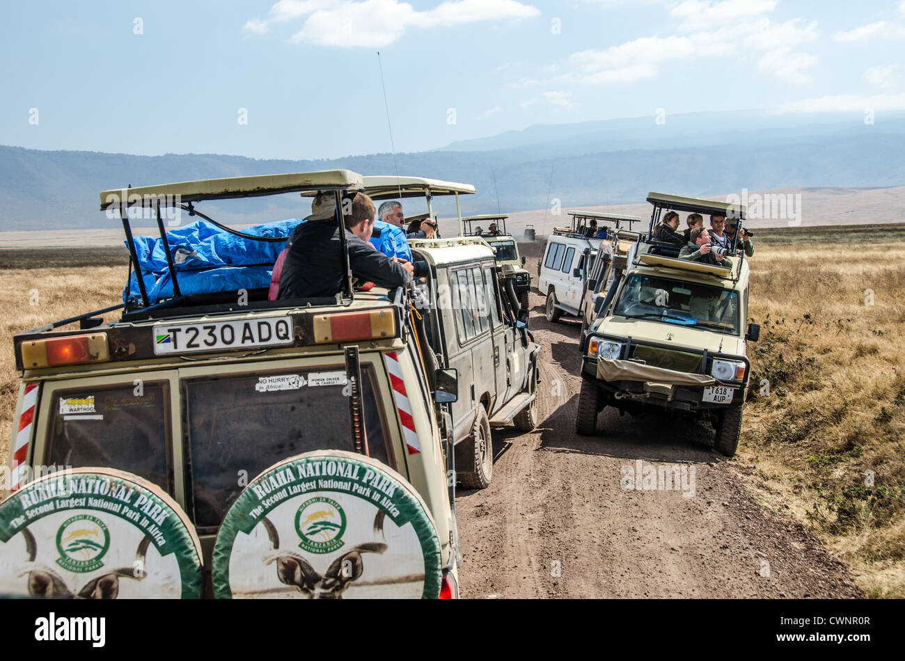 NGORONGORO CONSERVATIONAL AREA, Tanzania - A group of safari vehicles creates a traffic jam as the drivers all stop next to an eagle feeding at Ngorongoro Crater in the Ngorongoro Conservation Area, part of Tanzania's northern circuit of national parks and nature preserves. The Ngorongoro Crater, a UNESCO World Heritage Site, is a vast volcanic caldera in northern Tanzania. Created 2-3 million years ago, it measures about 20 kilometers in diameter and is home to diverse wildlife, including the 'Big Five' game animals. The Ngorongoro Conservation Area, inhabited by the Maasai people, also conta Stock Photo