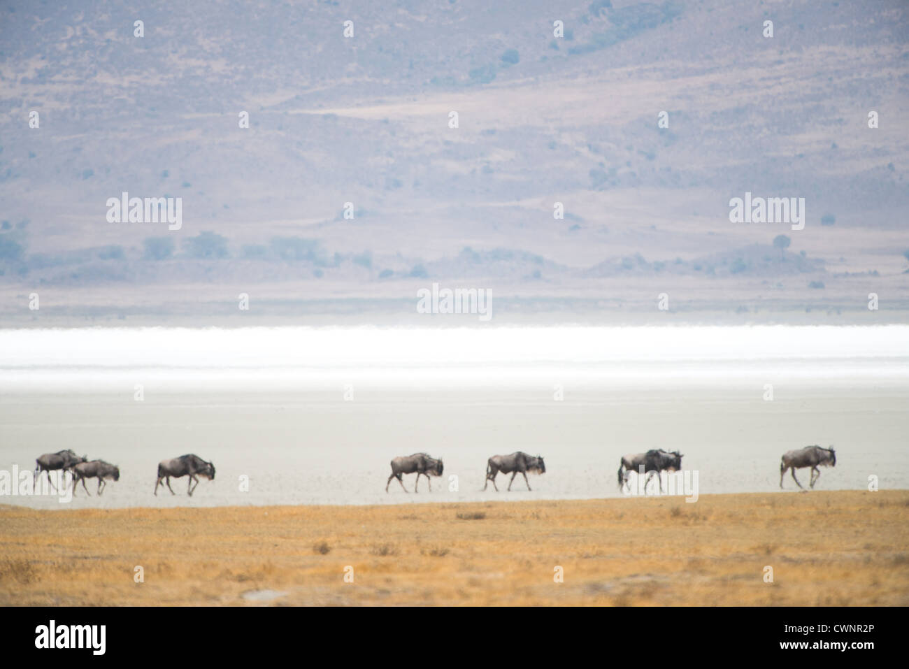 NGORONGORO CRATER, Tanzania — Wildebeest walk past Magadi Lake, a salt lake located within Ngorongoro Crater in the Ngorongoro Conservation Area. The crater is part of Tanzania's northern safari circuit, which includes several national parks and nature preserves. Ngorongoro Crater is a large volcanic caldera that serves as a natural enclosure for diverse wildlife populations. The Ngorongoro Conservation Area is a UNESCO World Heritage Site that encompasses both the crater and surrounding highlands. Magadi Lake's alkaline waters are characteristic of the Rift Valley's geological features. The c Stock Photo