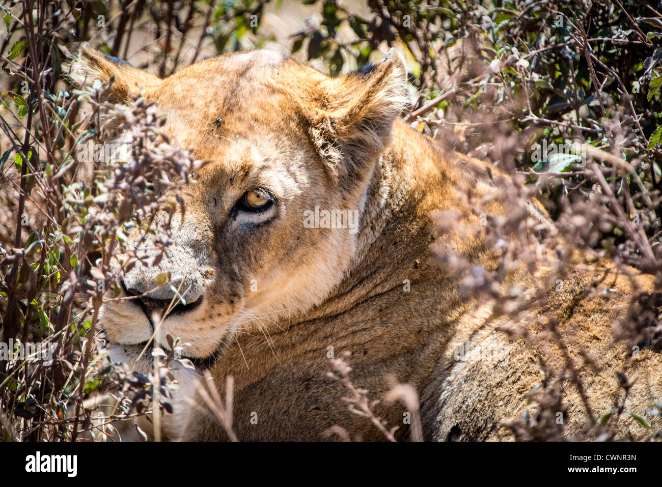 NGORONGORO CRATER, Tanzania — A female lion sits partially obscured by plants at Ngorongoro Crater in the Ngorongoro Conservation Area, part of Tanzania's northern circuit of national parks and nature preserves. Stock Photo