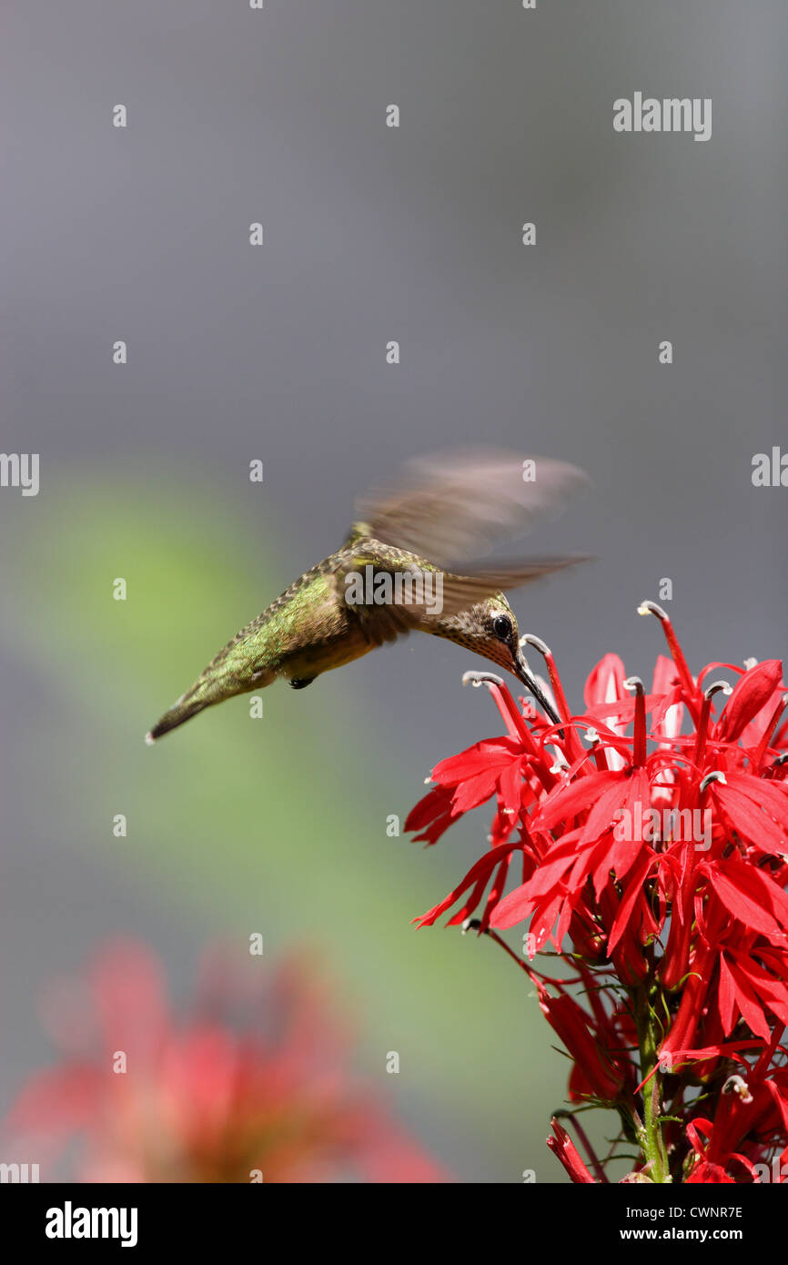 Ruby-throated Hummingbird (Archilochus colubris) on Cardinal flower (Lobelia cardinalis ) in Richmond,Virginia, USA Stock Photo