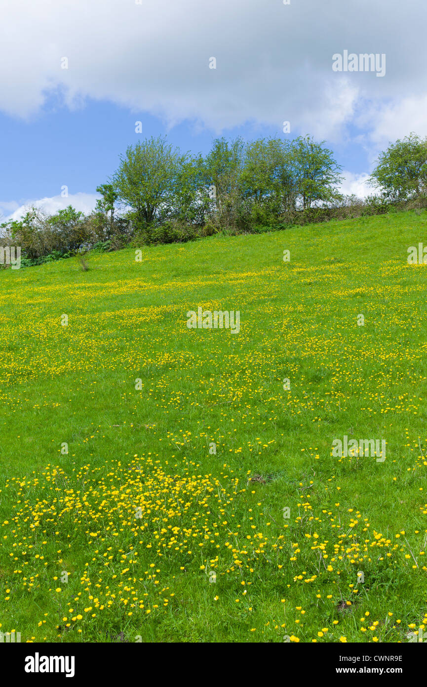 Buttercups wildflowers, Ranunculus, in meadow slope at Swinbrook in the Cotswolds, Oxfordshire, UK Stock Photo
