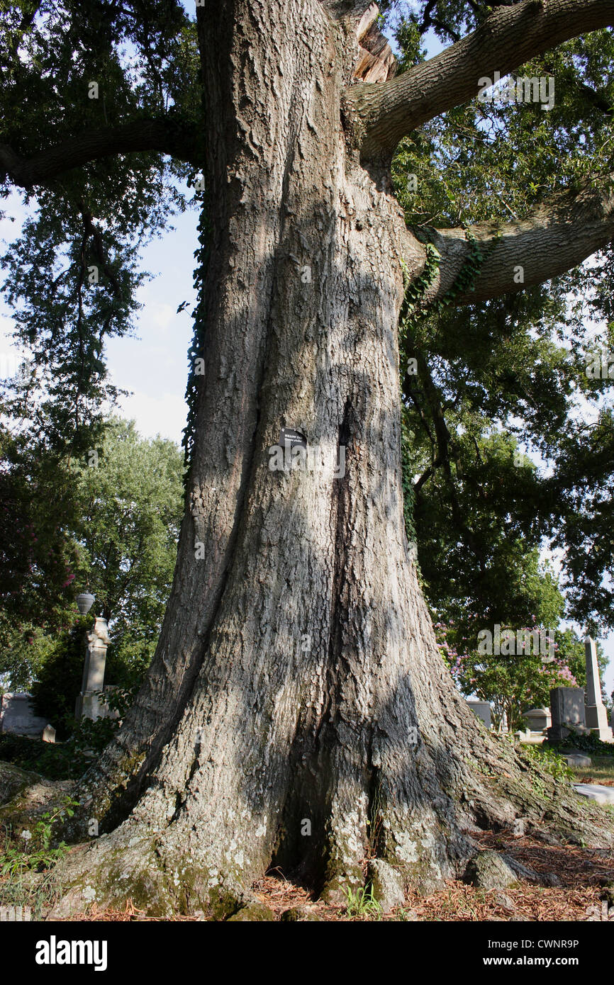 Large Willow Oak (Quercus phellos )tree in Richmond, Virginia, USA
