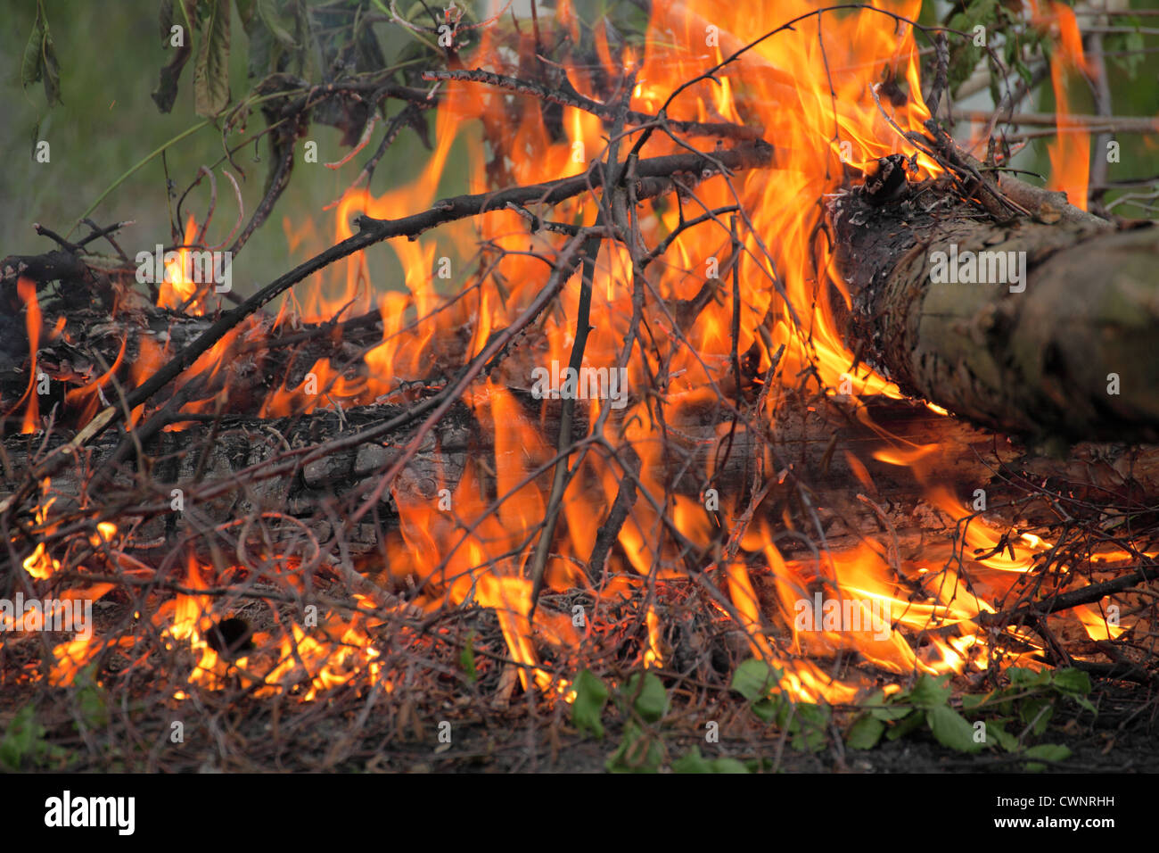 bonfire, campfire in the summer forest Stock Photo - Alamy
