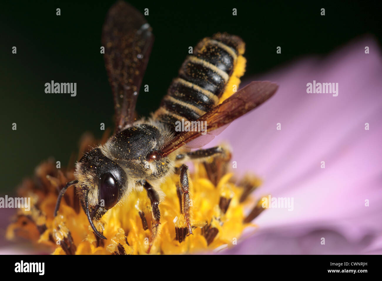 A leaf-cutter bee investigates a flower, holding the pollen she carries on her abdomen clear. Stock Photo