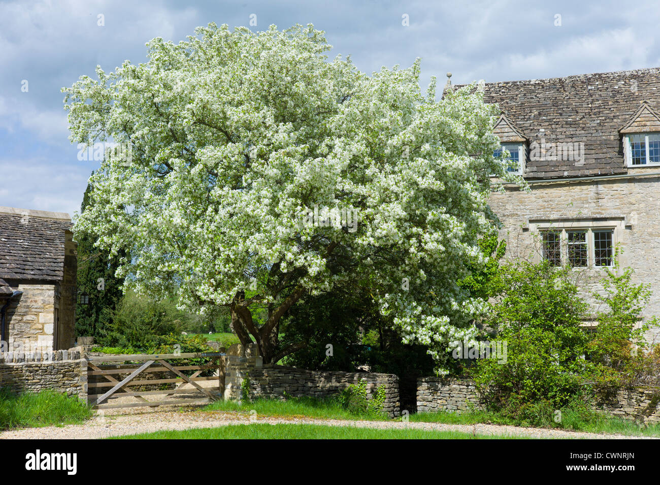 Pear tree in blossom and traditional Cotswold stone cottage in quaint village of Southrop in the Cotswolds, Gloucestershire, UK Stock Photo