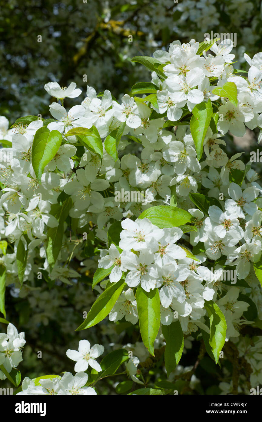 Pear tree in blossom in Southrop in the Cotswolds, Gloucestershire, UK Stock Photo