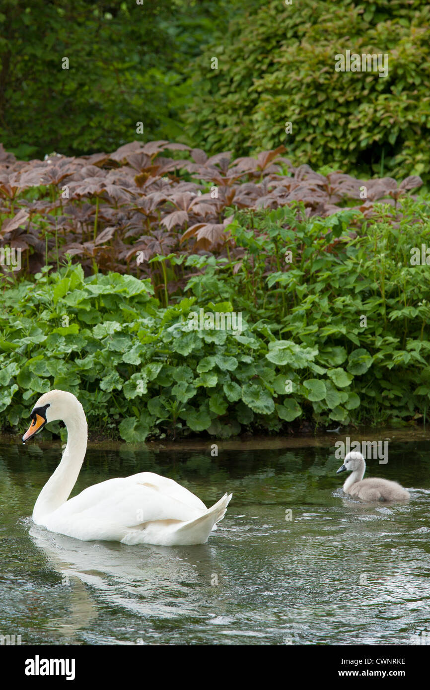 Female mute swan, Cygnus olor, and her in Southrop in the