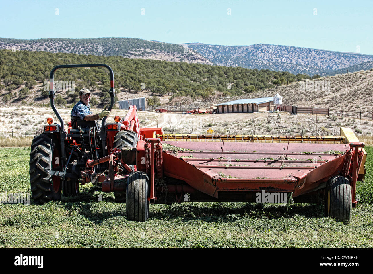 Farmer cuts, swaths alphalpha, hay in a green field, central Utah. Stock Photo