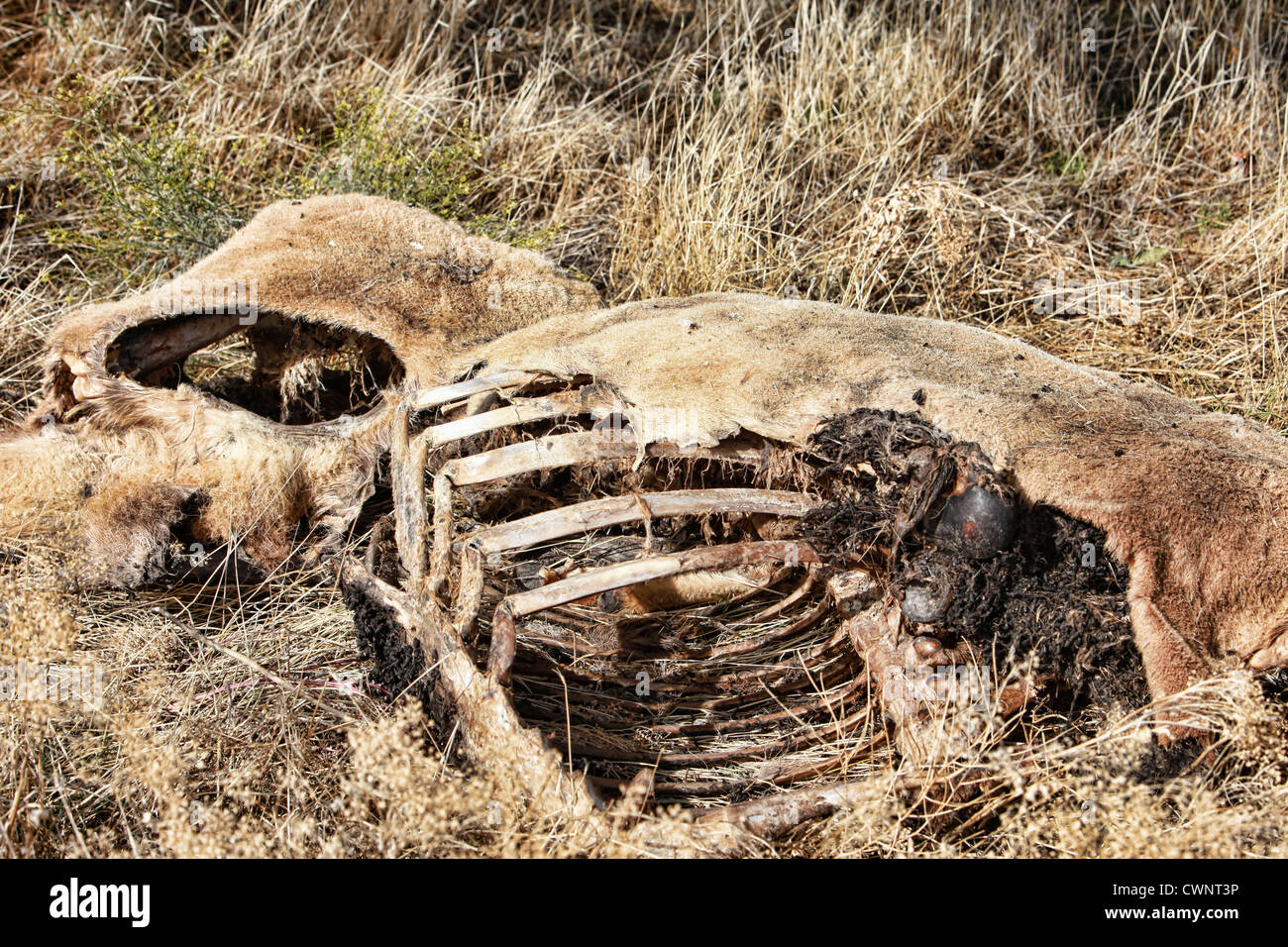 A dead deers carcass lying on a rocky, grassy hill as it decomposes, decays. Stock Photo
