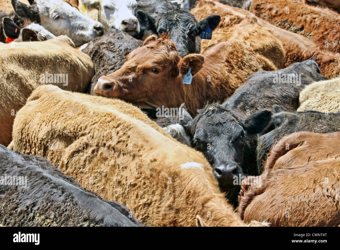 A close herd of cattle in a corral on a ranch in Utah Stock Photo Alamy