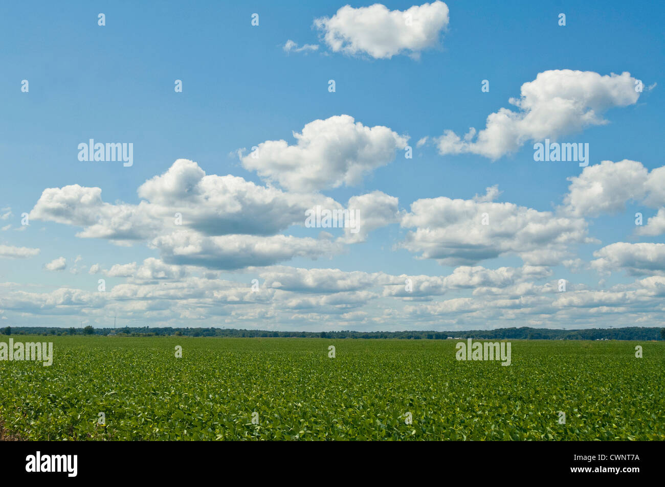 Soybean plants grow in a field against a cloudy blue sky Stock Photo