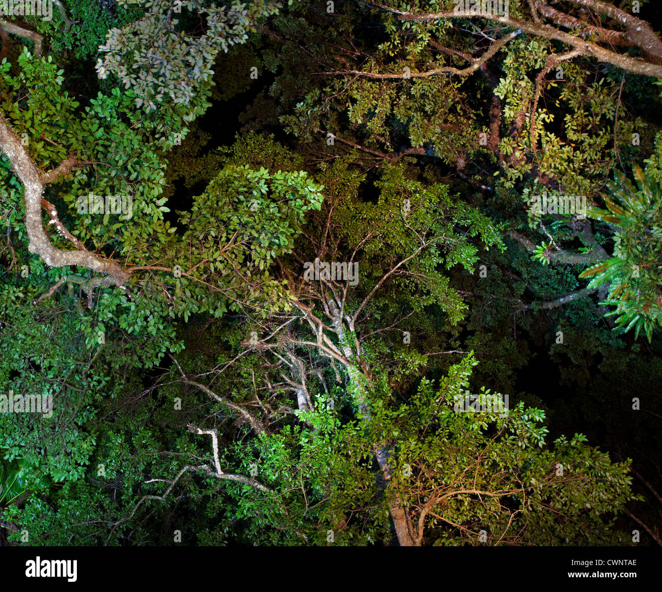 Looking into temperate rainforest canopy hires stock photography and